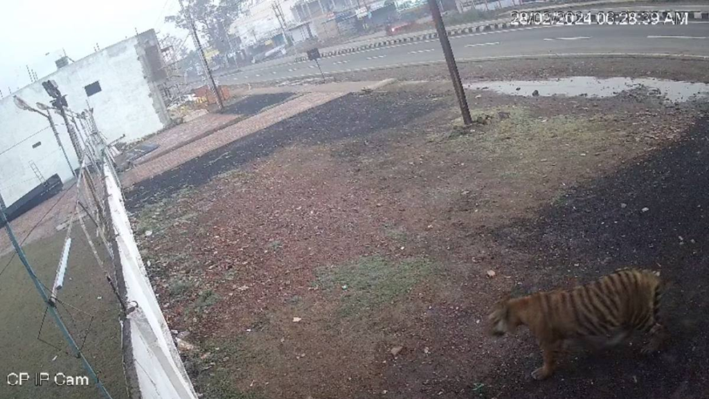 मॉर्निंग वॉक पर बाघ से हुआ सामना: दहाड़ सुन दहशत में आए लोग, Video आया सामने